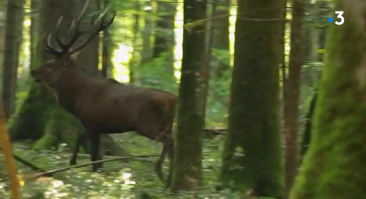 Les cerfs de la forêt de Chaux (Jura) au cœur d'une opposition entre l'ONF et ses défenseurs